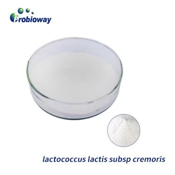 Waarom nemen probiotica in het menselijk lichaam af?