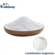 Lactobacillus Bulgaricus Yoghurt