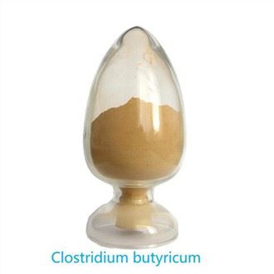 Rauwe Clostridium Butyricum